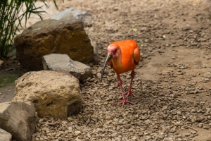 Ibis rouge